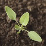 agrobio-trading-gallery-img