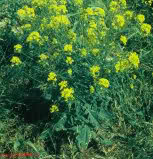 agrobio-trading-gallery-img