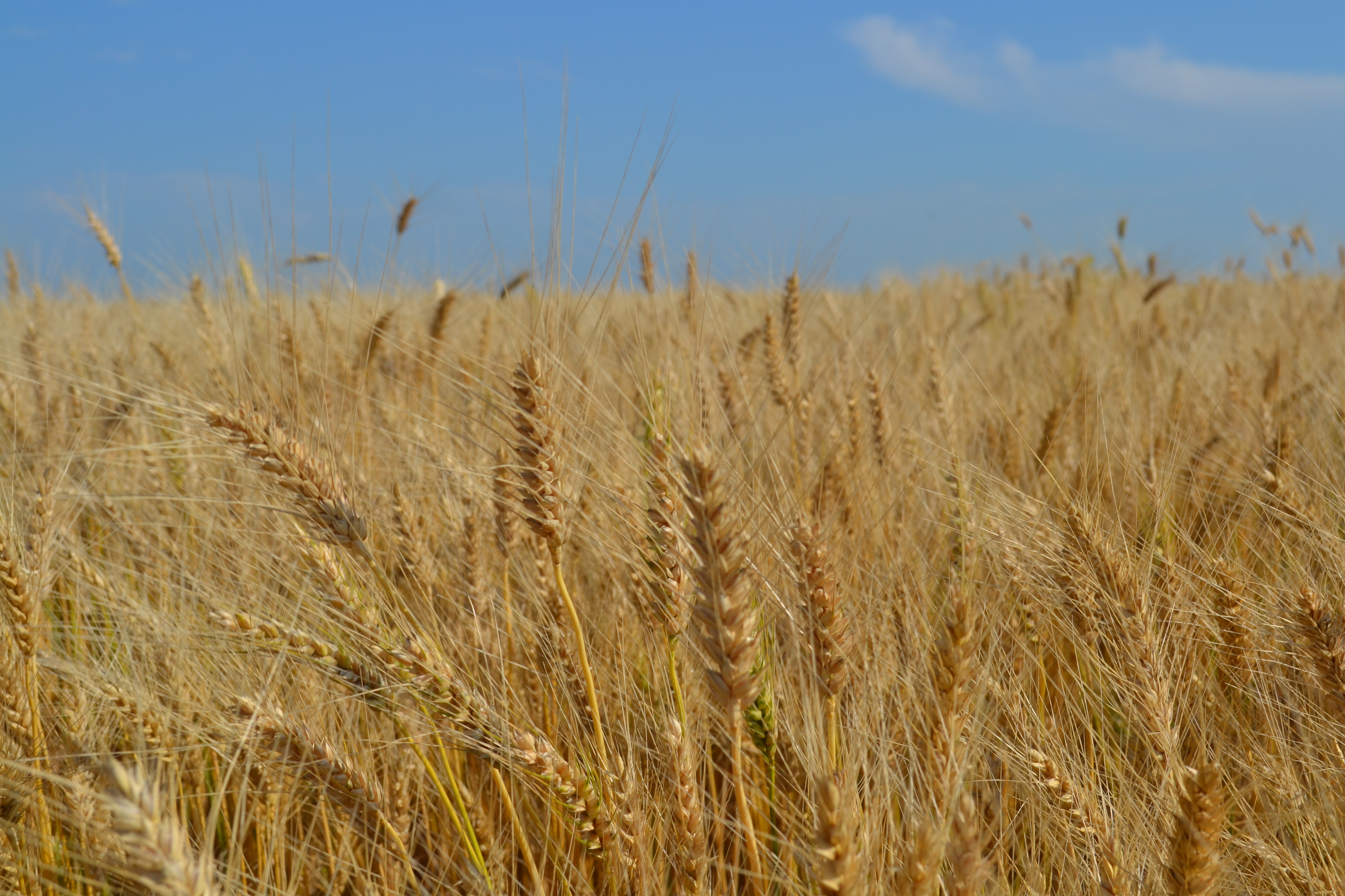 agrobio-trading-main-img