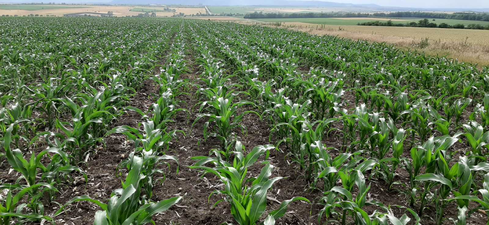 Нитиде - приложение